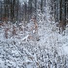 Abenddämmerung auf der verschneiten Waldlichtung