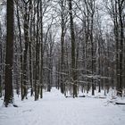 Abenddämmerung auf der Waldschneise