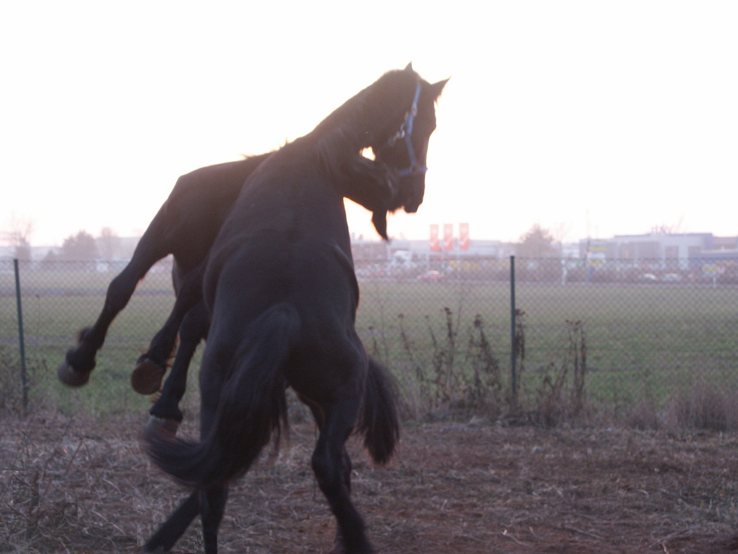 Abenddämmerung