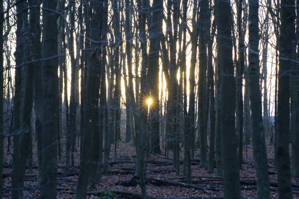 Abenddämmerung