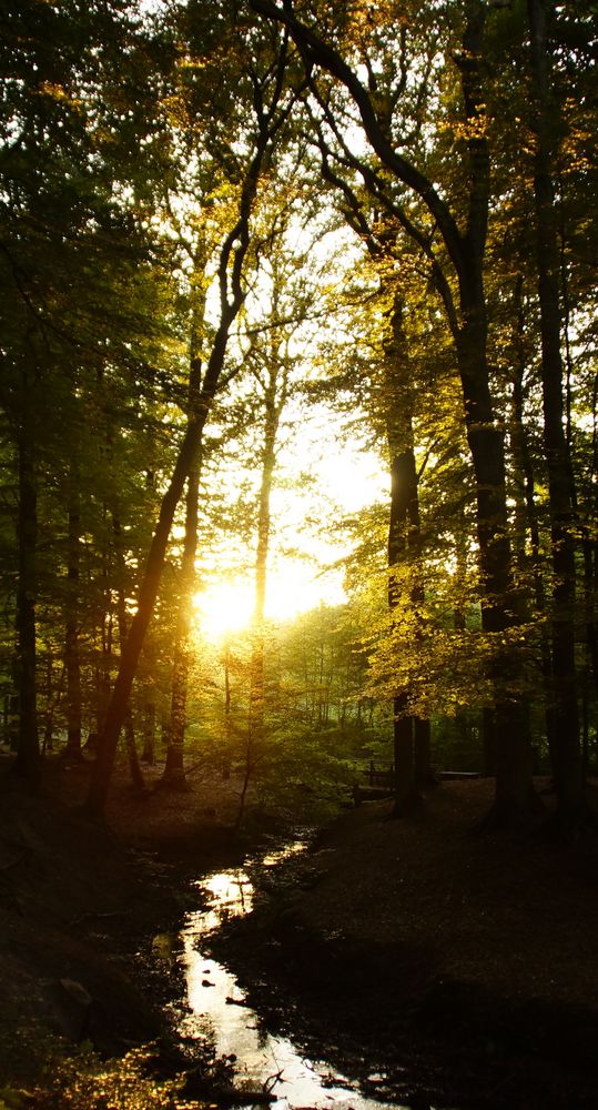 Abenddämmerung