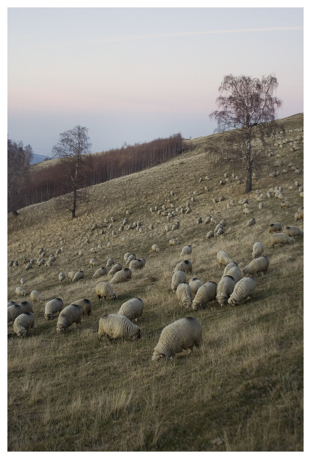 Abenddaemmerung genueber vom Paltinis