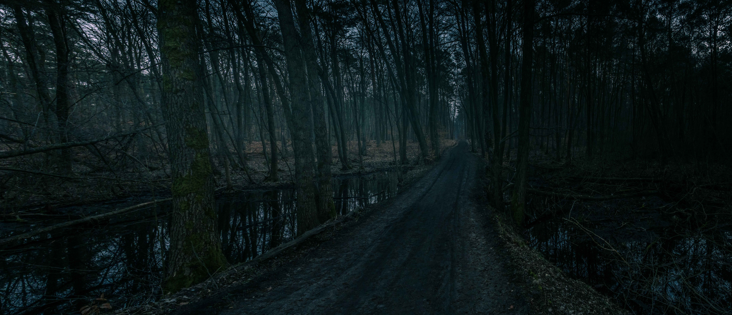 Abenddämmerung im Moor