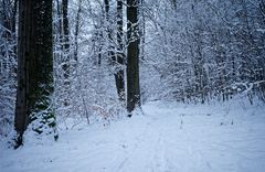 Abenddämmerung im Schneewald