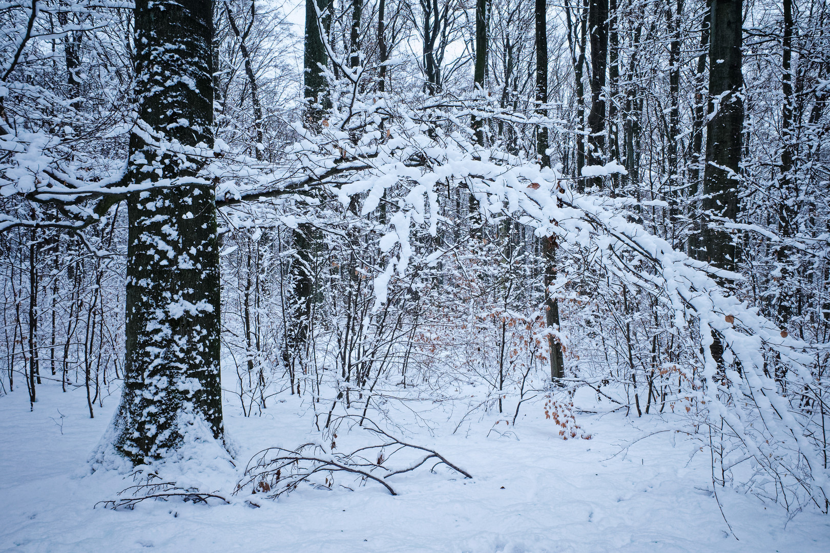 Abenddämmerung im Schneewald