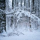 Abenddämmerung im Schneewald