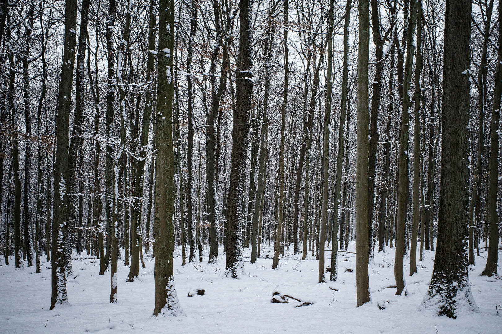 Abenddämmerung im Schneewald