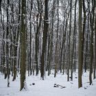 Abenddämmerung im Schneewald