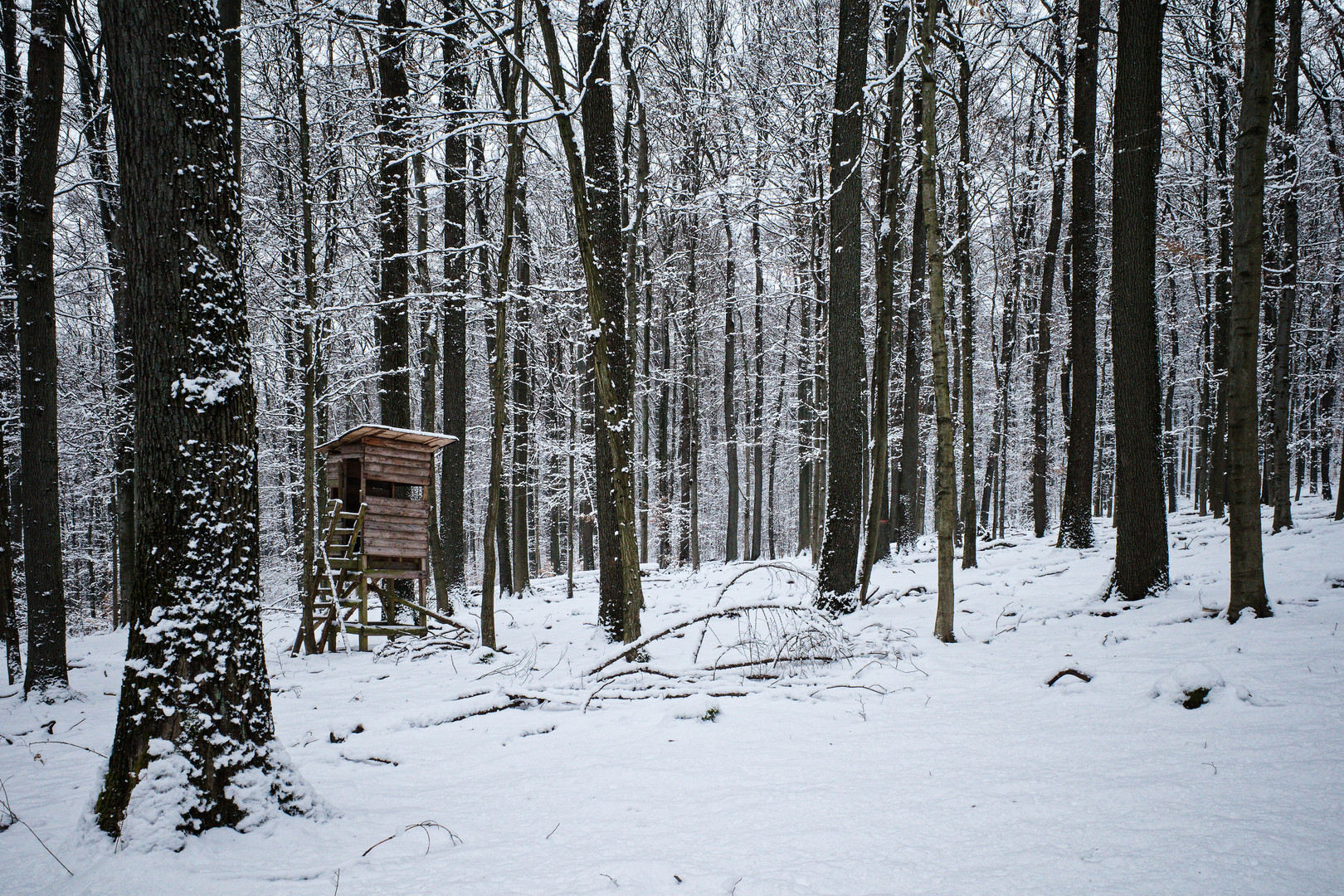 Abenddämmerung im Schneewald