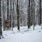 Abenddämmerung im Schneewald