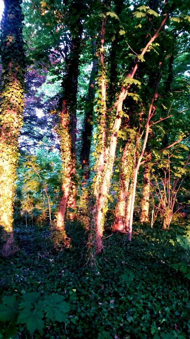 Abenddämmerung im Wald