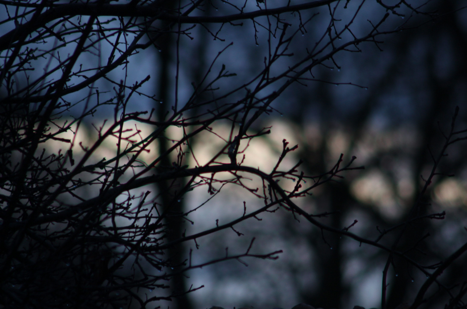 Abenddämmerung in unserem Garten