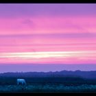 - Abenddämmerung über Sylt -