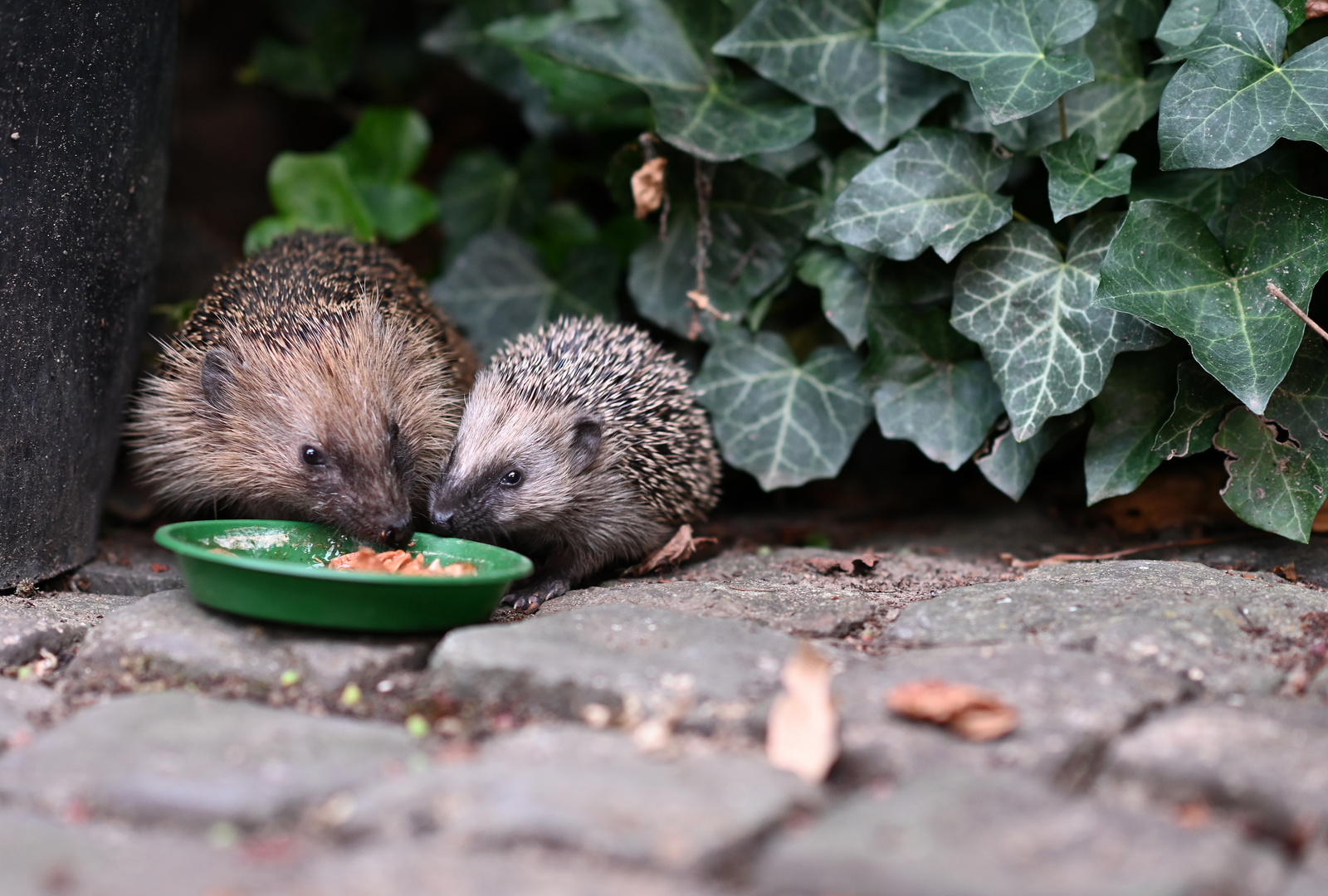 - Abendessen -