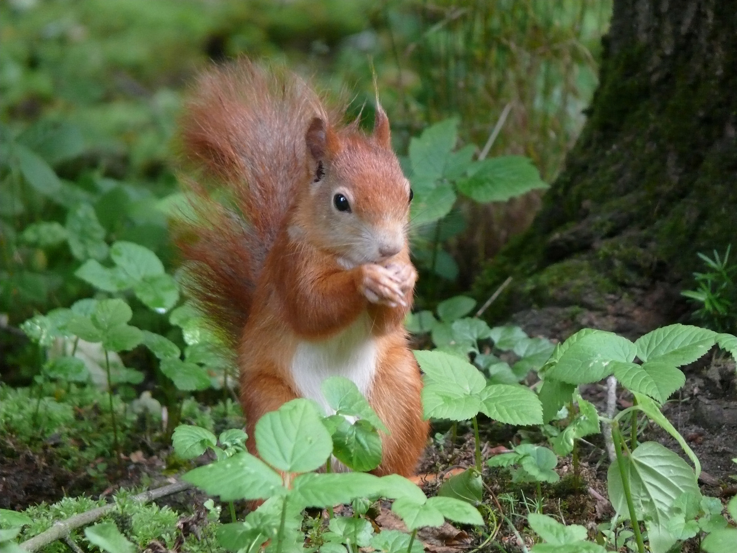 Abendessen