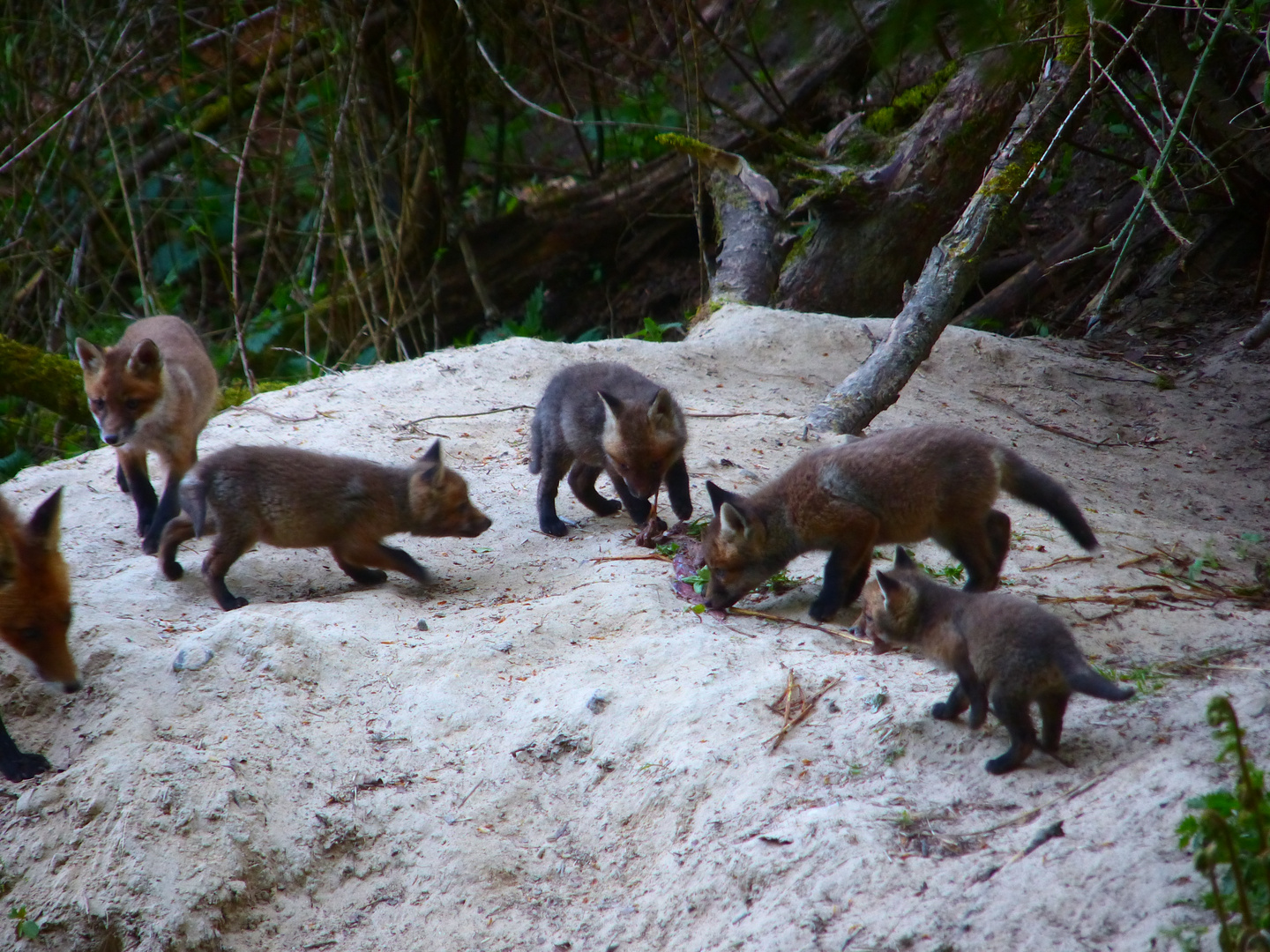 Abendessen bei Familie Fuchs