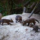 Abendessen bei Familie Fuchs