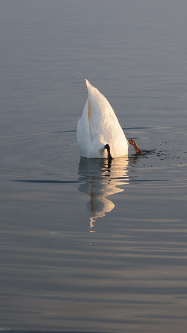 Abendessen bei Familie Schwan