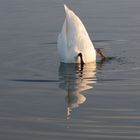 Abendessen bei Familie Schwan