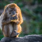 Abendessen bei Sonnenuntergang im Zoo