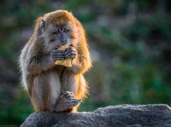 Abendessen bei Sonnenuntergang im Zoo