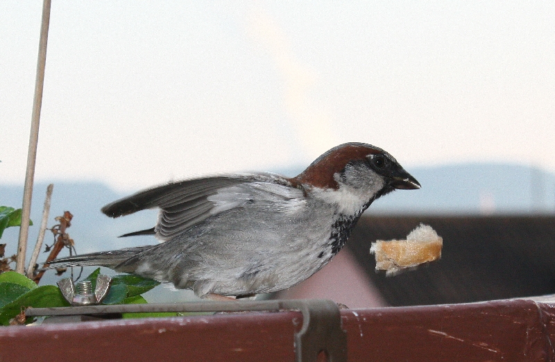 Abendessen ergattert