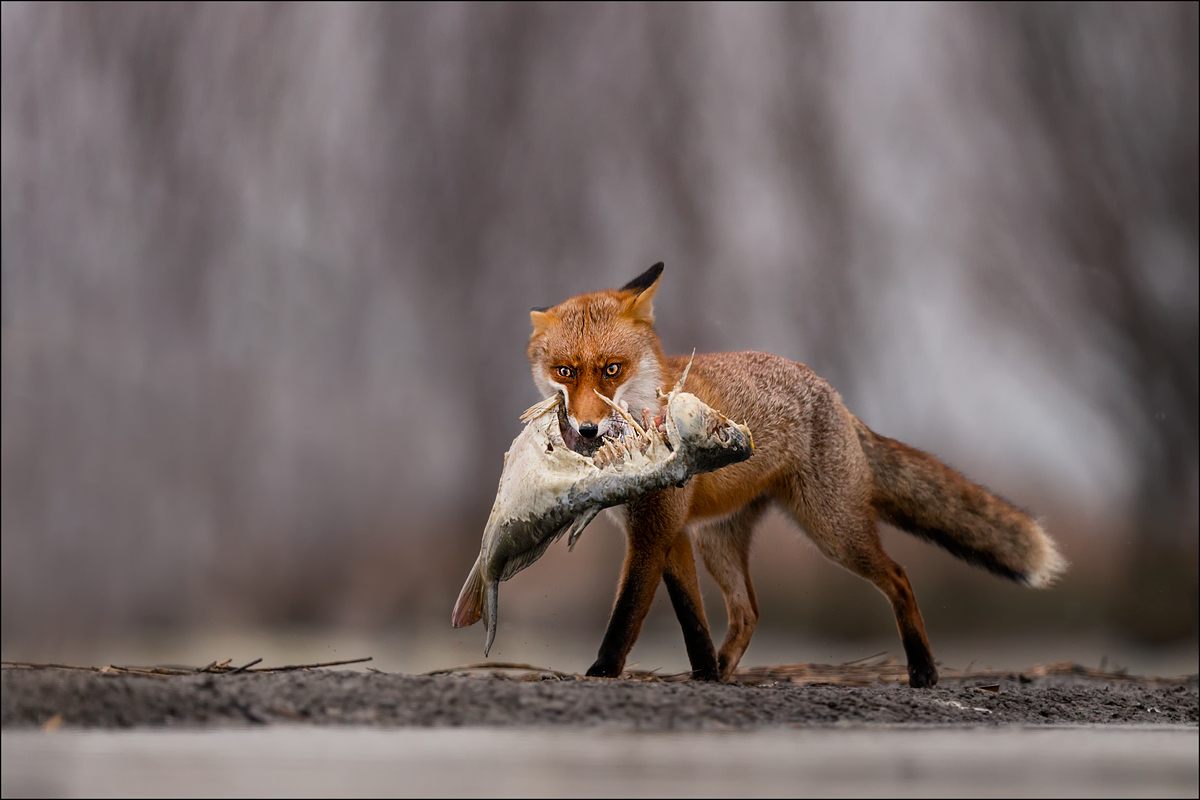 Abendessen für den Fuchs 