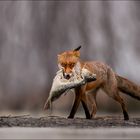 Abendessen für den Fuchs 