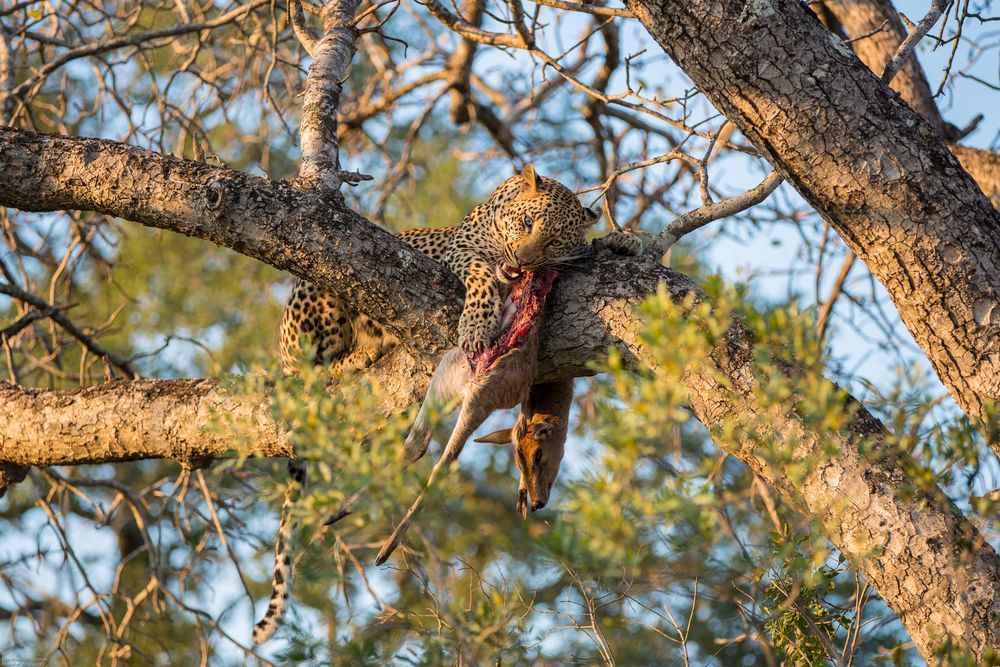 Abendessen im Baum