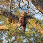 Abendessen im Baum