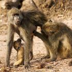 Abendessen im Chobe NP