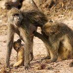 Abendessen im Chobe NP