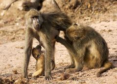 Abendessen im Chobe NP