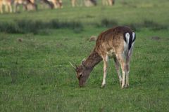 Abendessen im Dülmener Wildpark