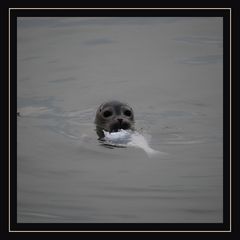 Abendessen im Hafen von Vlieland