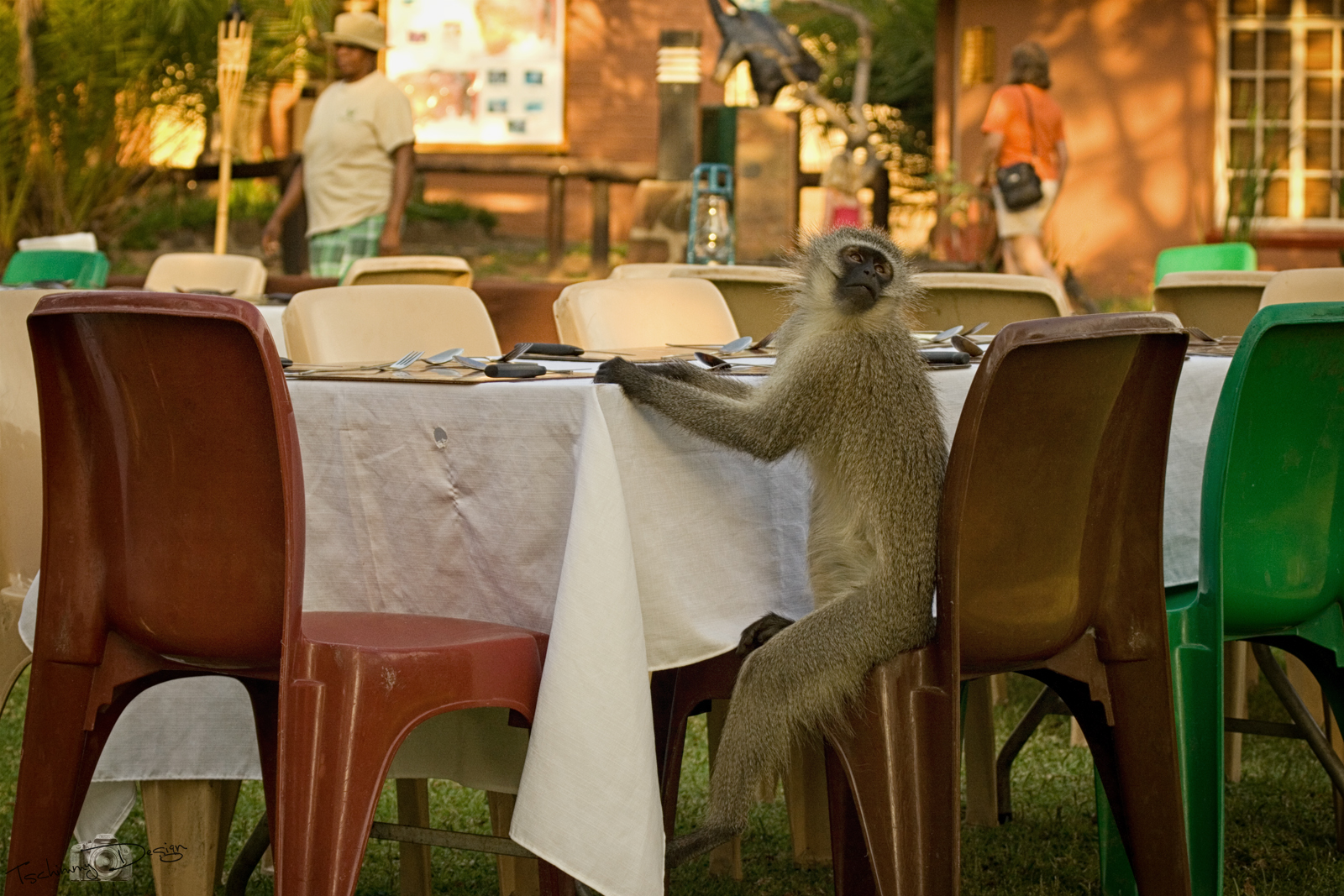 Abendessen im Nationalpark nur für geladene Gäste