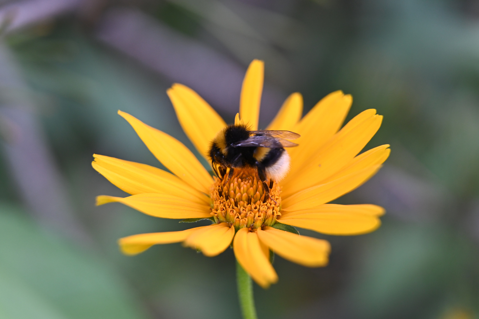 Abendessen im Sommergarten