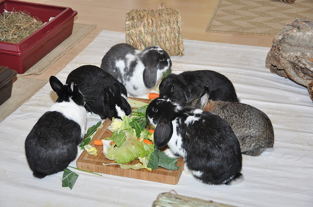 Abendessen in Kaninchenhausen