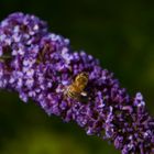 Abendessen in Purple