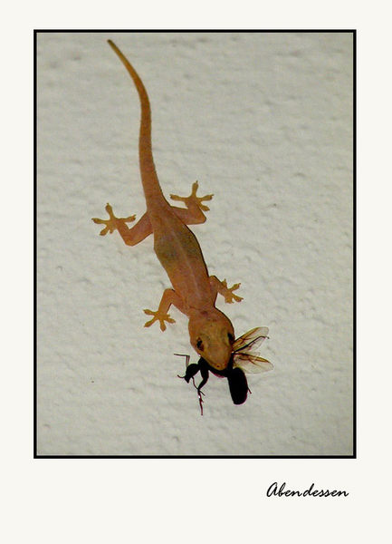 Abendessen - Kleiner Gecko von den Malediven