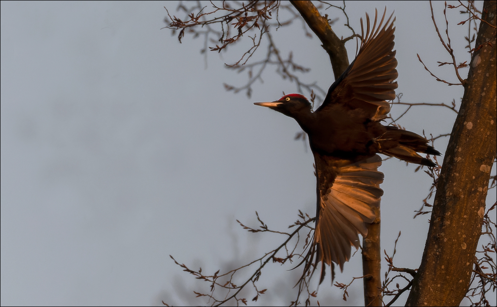 Abendflug