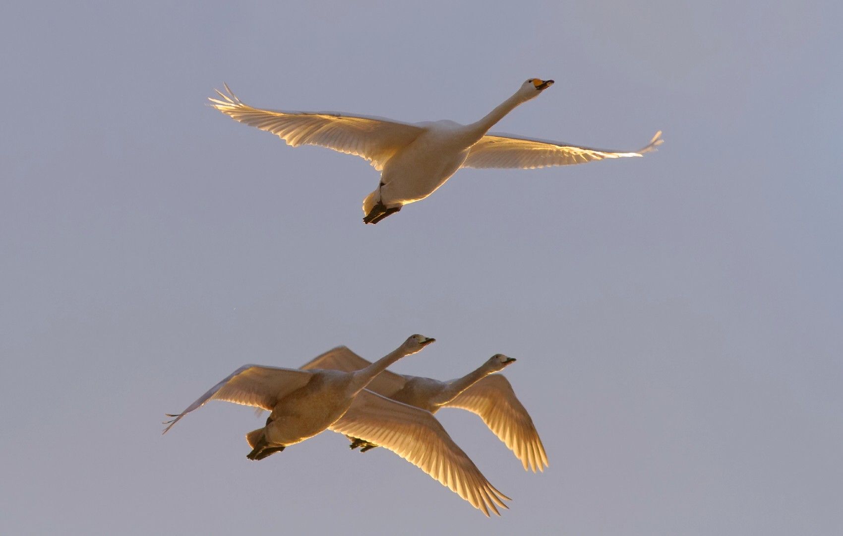 Abendflug