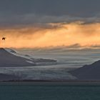 Abendflug   