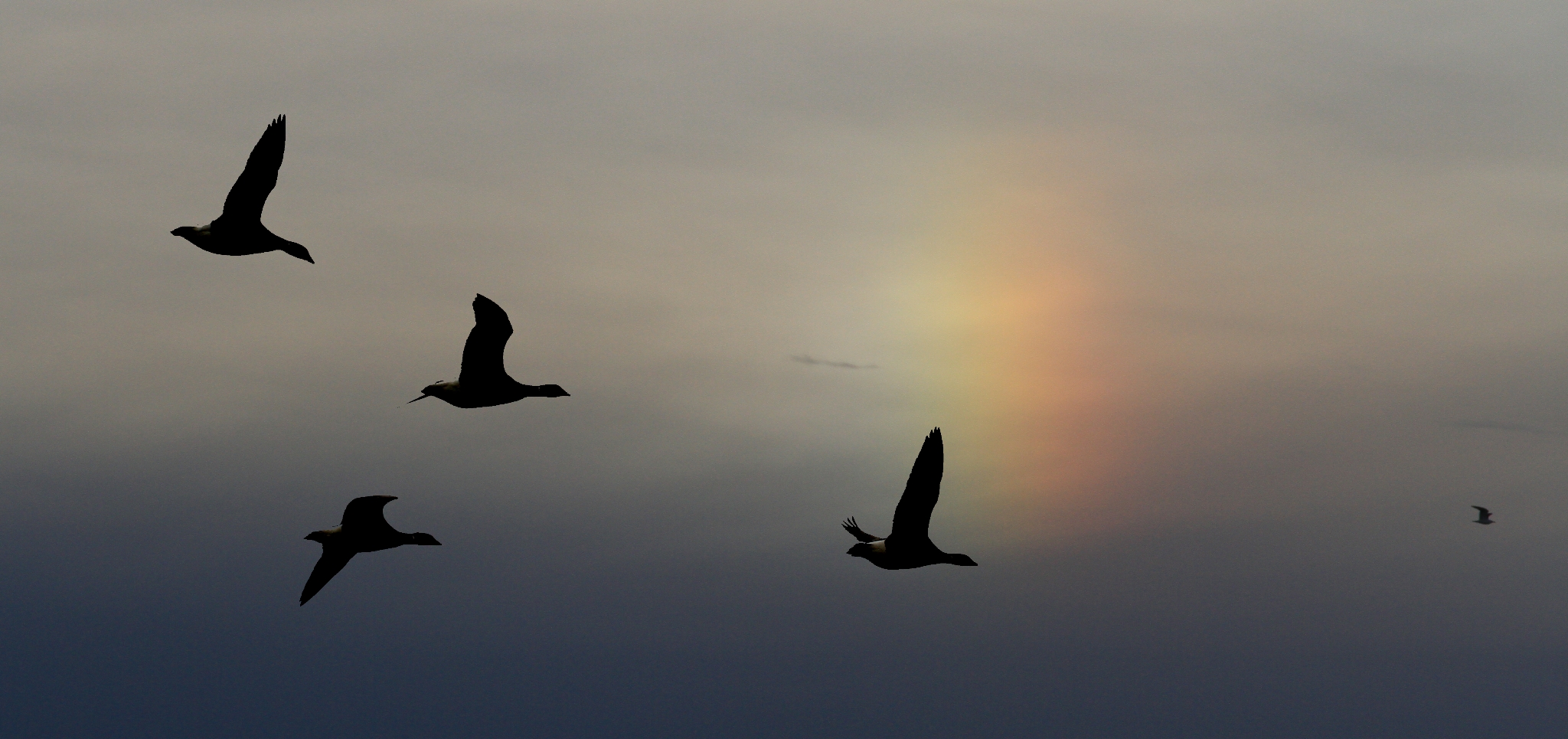 Abendflug