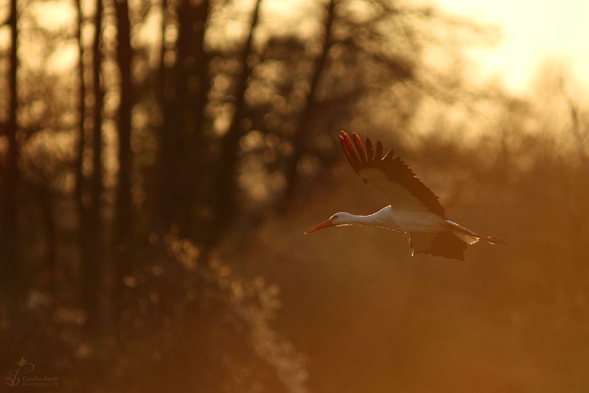 Abendflug