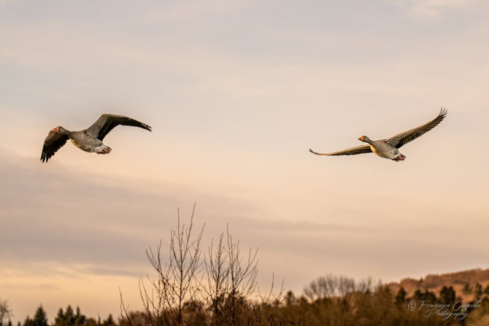 Abendflug