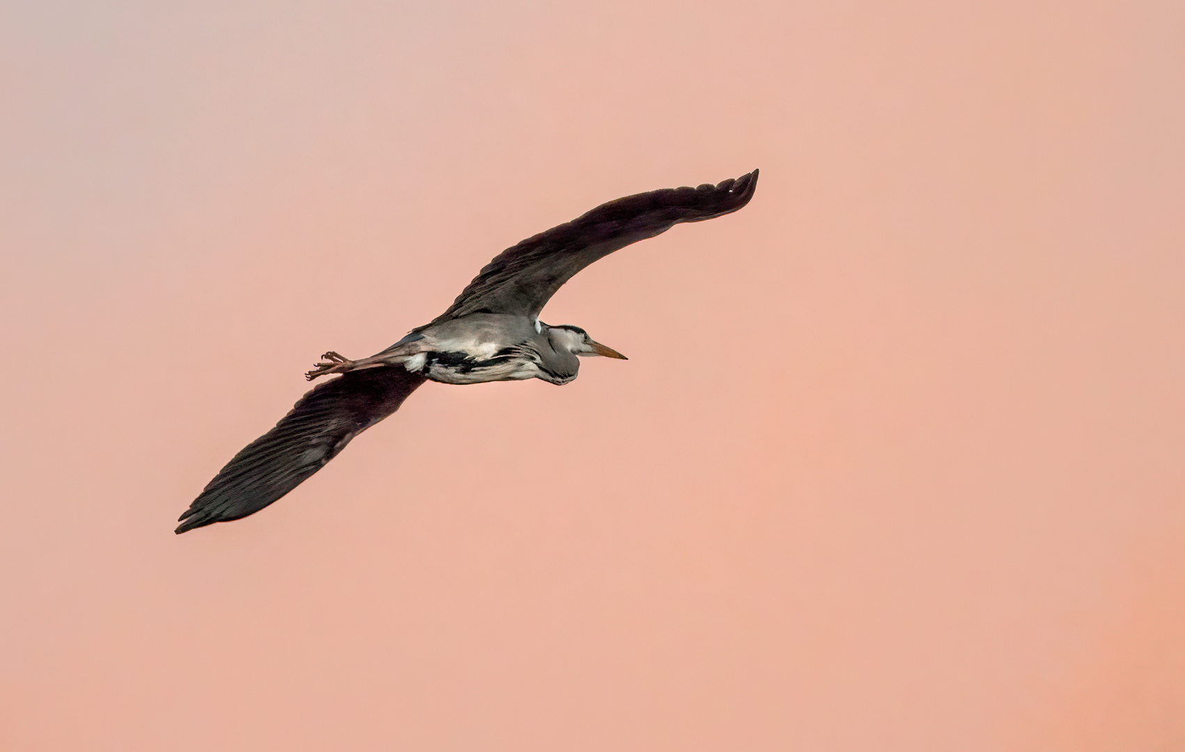 "ABENDFLUG"