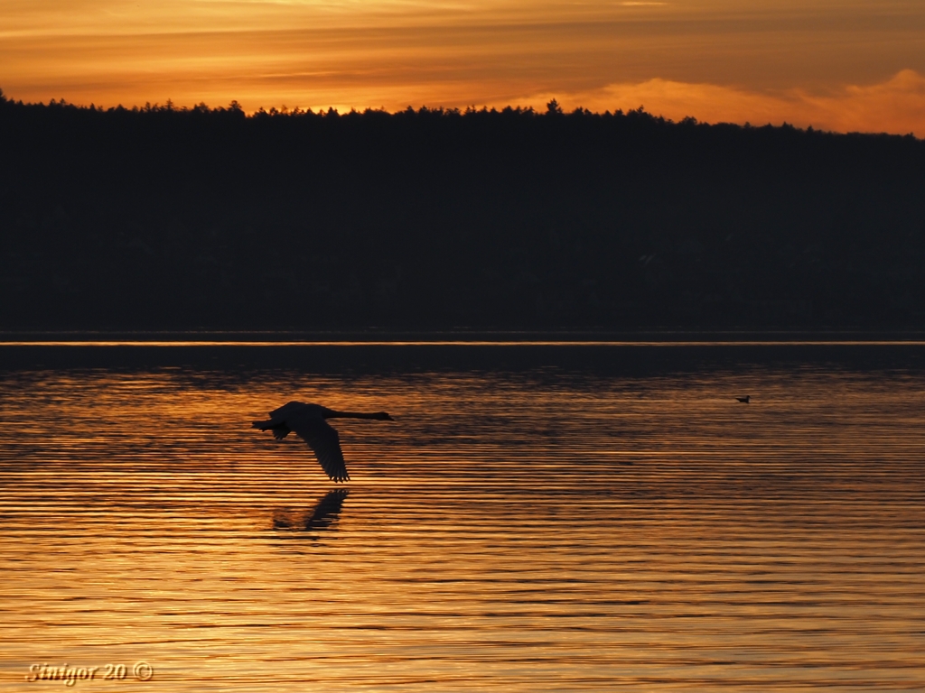 Abendflug