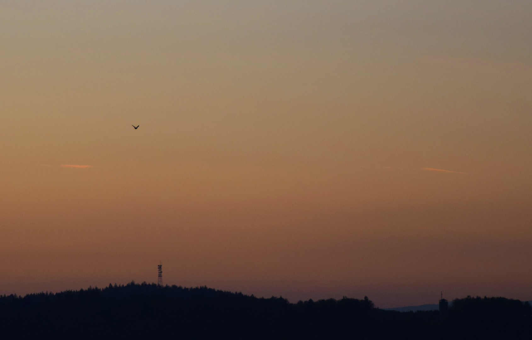 Abendflug