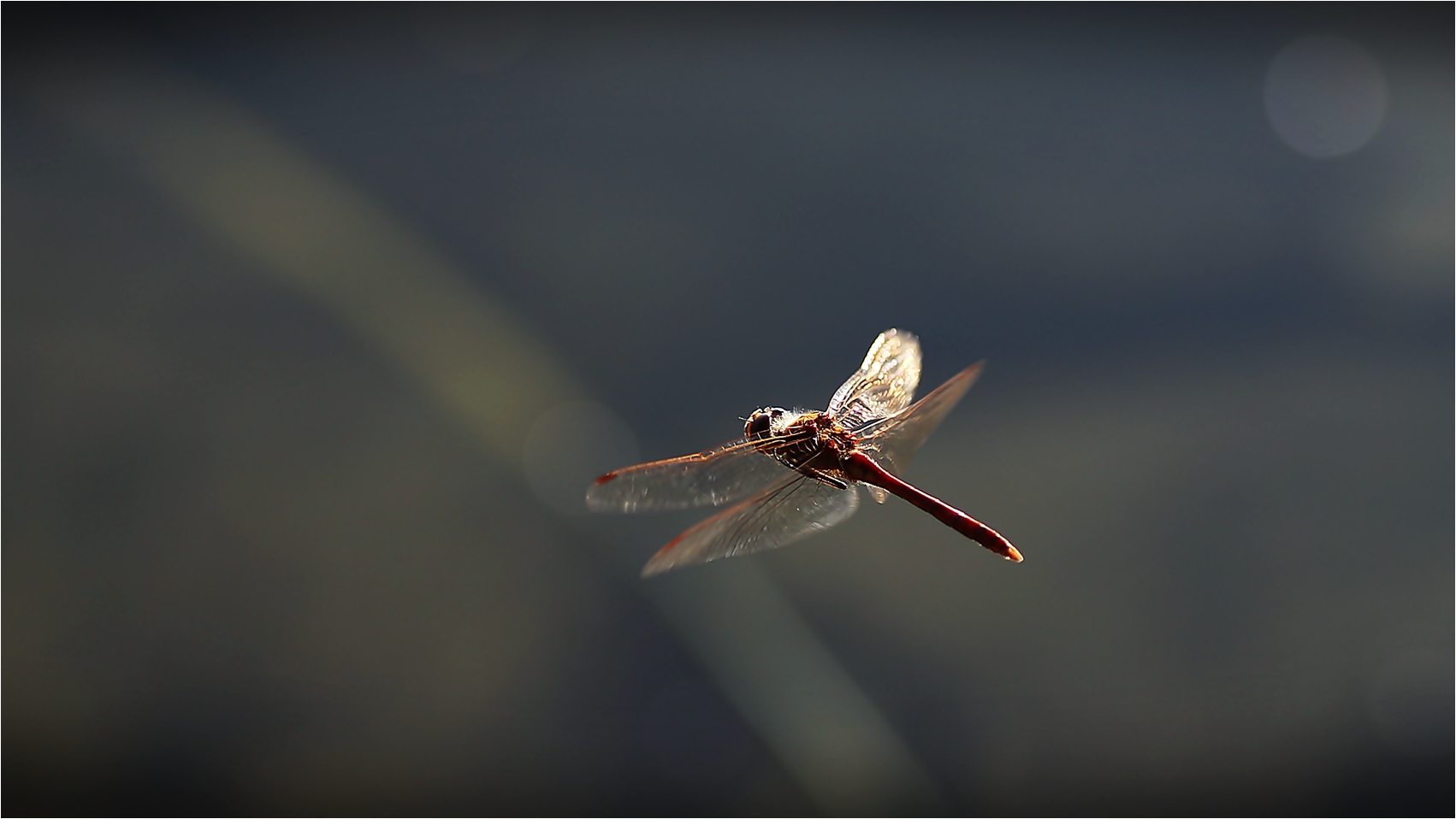 Abendflug